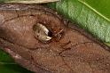 Phonognatha_graeffei_D5281_Z_89_Milaa Milaa_Australie